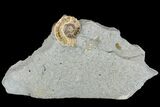 Fossil Ammonites (Promicroceras) on Limestone - Lyme Regis #166651-2